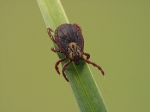 image for March is Tick Awareness Month   